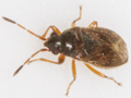 Stygnocoris sabulosus
